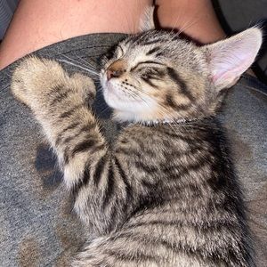 Meet your Posher, Leila